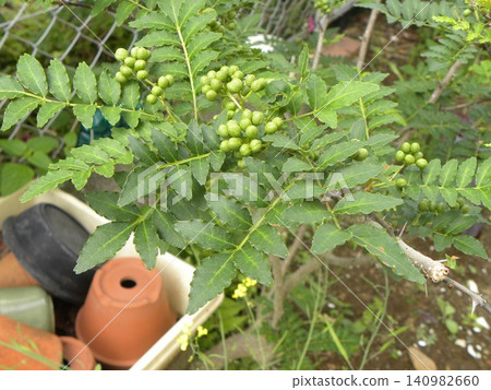 The sansho peppers I grew from seed have started to bear fruit. 140982660