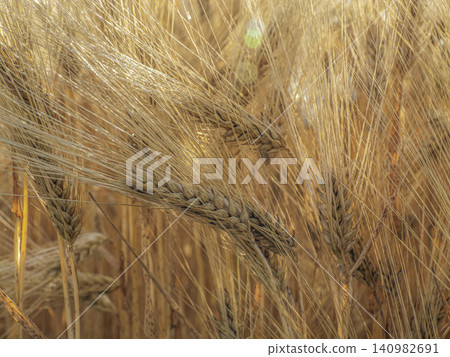 Golden Barley Field Close-Up With Ripening Grain Heads Swaying In Summer Harvest Breeze 140982691