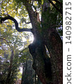 Giant trees in the forest bathed in sunlight and a mystical forest landscape 140982715