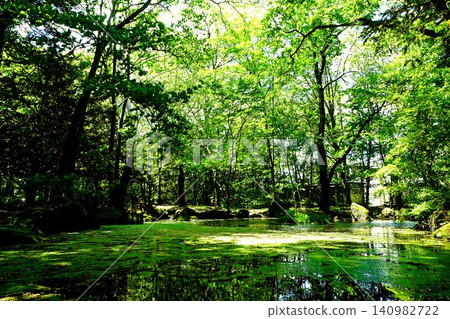 Obihiro Shrine Green Pond Obihiro Shrine Green Pond 140982722