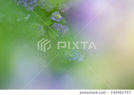 Bright hydrangeas add color to the rainy season. Bright hydrangeas add color to the rainy season. 140982747