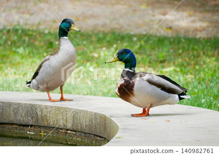 Pair of Male Mallard Ducks (Anas platyrhynchos) Standing Near a Pond in a Park. Pair of Male Mallard Ducks (Anas platyrhynchos) Standing Near a Pond in a Park. 140982761