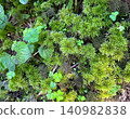 Vibrant moss and natural scenery spread across the forests of Kamikochi 140982838
