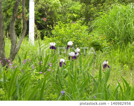 White flowers with magnificent purple drips of German iris White flowers with magnificent purple drips of German iris 140982956
