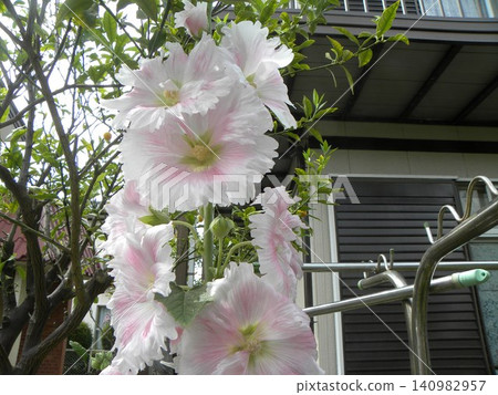 Large white hollyhock flowers 140982957