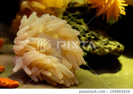 White sea anemone White sea anemone 140983039