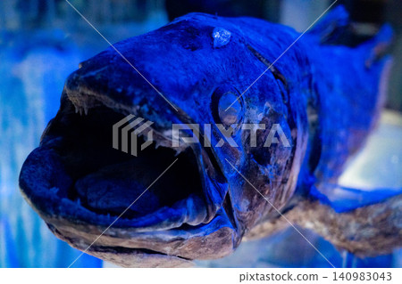 Large-mouthed deep-sea fish Large-mouthed deep-sea fish 140983043