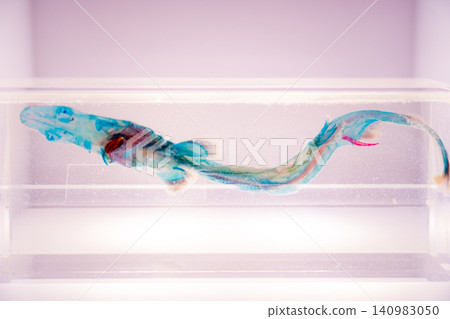 Fish in transparent specimens Fish in transparent specimens 140983050