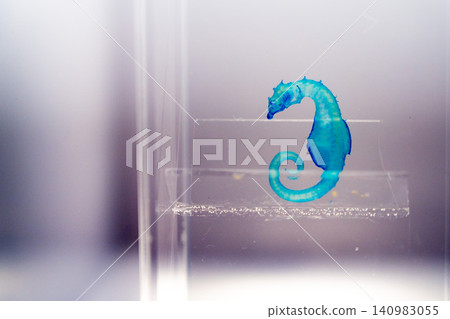 Transparent seahorse specimen 140983055