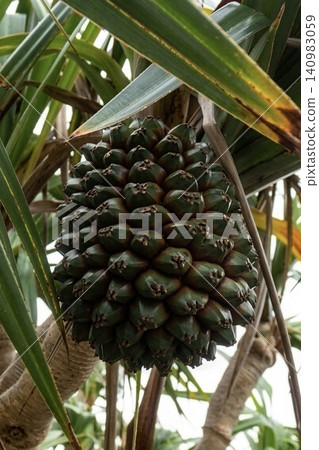 Close-up of the fruit of the pandanus tree growing on a tree in Ishigaki Island, Okinawa. Close-up of the fruit of the pandanus tree growing on a tree in Ishigaki Island, Okinawa. 140983059