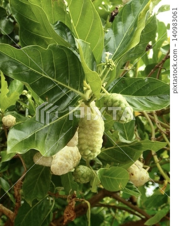 這裡生長著原產於熱帶地區的植物-八重山青木(諾麗)。 這裡生長著原產於熱帶地區的植物-八重山青木(諾麗)。 140983061