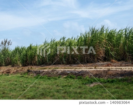 A landscape of vast sugarcane fields and blue skies on Kohama Island, Okinawa. A landscape of vast sugarcane fields and blue skies on Kohama Island, Okinawa. 140983064