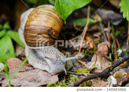 Large Land Roman Snail Crawling on Forest Floor Close Up. Large Land Roman Snail Crawling on Forest Floor Close Up. 140983068
