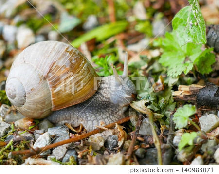 Large Land Roman Snail Crawling on Forest Floor Close Up. Large Land Roman Snail Crawling on Forest Floor Close Up. 140983071