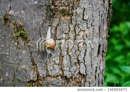 Roman Snail Climbing Tree Bark in Forest Close Up. Roman Snail Climbing Tree Bark in Forest Close Up. 140983073