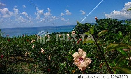 Tropical hibiscus flowers and the blue sea: A summer resort scene under a deep blue sky. Tropical hibiscus flowers and the blue sea: A summer resort scene under a deep blue sky. 140983253