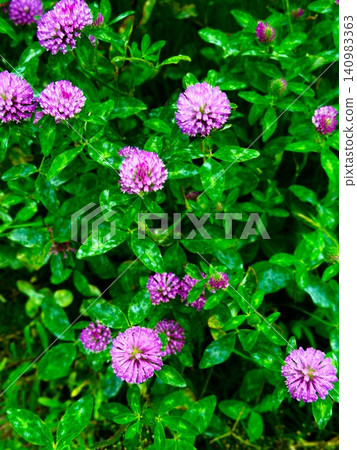 Flower of red clover Flower of red clover 140983363