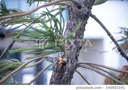 Drop of Resin on Tree - Tree Sap Liquid That Comes Out from Pine Tree, focus selective Drop of Resin on Tree - Tree Sap Liquid That Comes Out from Pine Tree, focus selective 140983391