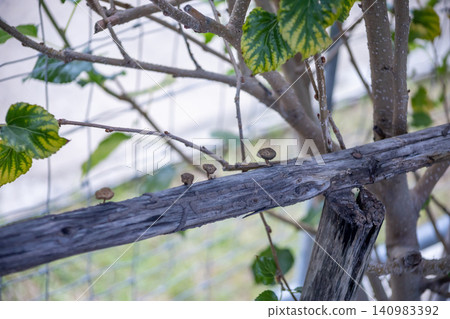 Mushrooms grow on decaying wood. Mushrooms grow on decaying wood. 140983392