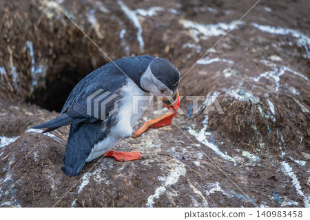 Atlantic Puffin Grooming in Borgarfjordur Eystri, Iceland Atlantic Puffin Grooming in Borgarfjordur Eystri, Iceland 140983458