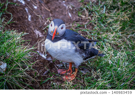 Atlantic Puffin Standing on Grass in Borgarfjordur Eystri Iceland Atlantic Puffin Standing on Grass in Borgarfjordur Eystri Iceland 140983459