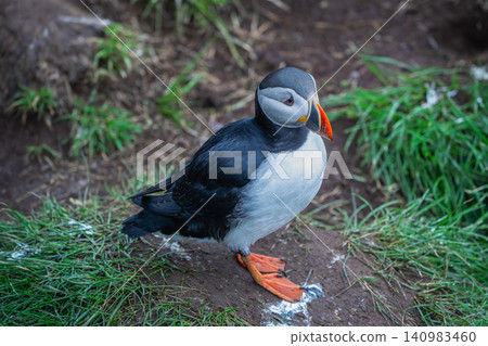 Atlantic Puffin Standing on Grass in Borgarfjordur Eystri, Iceland Atlantic Puffin Standing on Grass in Borgarfjordur Eystri, Iceland 140983460