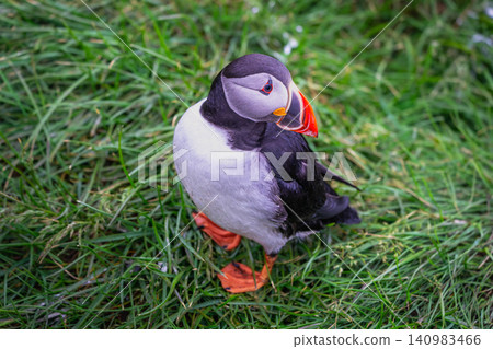 Atlantic Puffin Standing on Grass in Borgarfjordur Eystri, Iceland Atlantic Puffin Standing on Grass in Borgarfjordur Eystri, Iceland 140983466