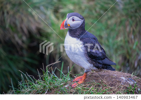 Atlantic Puffin Standing on Grass in Borgarfjordur Eystri, Iceland Atlantic Puffin Standing on Grass in Borgarfjordur Eystri, Iceland 140983467