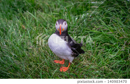 Atlantic Puffin Standing in Grass at Borgarfjordur Eystri Iceland Atlantic Puffin Standing in Grass at Borgarfjordur Eystri Iceland 140983470