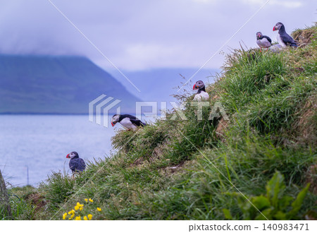 Atlantic Puffins on a Grassy Cliff in Borgarfjordur Eystri, Iceland Atlantic Puffins on a Grassy Cliff in Borgarfjordur Eystri, Iceland 140983471