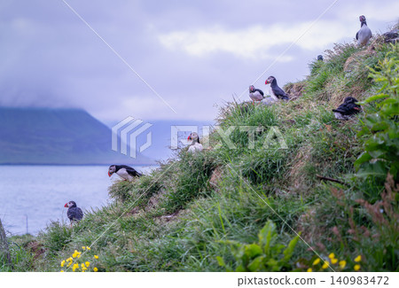 Atlantic Puffins on a Grassy Cliff in Borgarfjordur Eystri, Iceland Atlantic Puffins on a Grassy Cliff in Borgarfjordur Eystri, Iceland 140983472