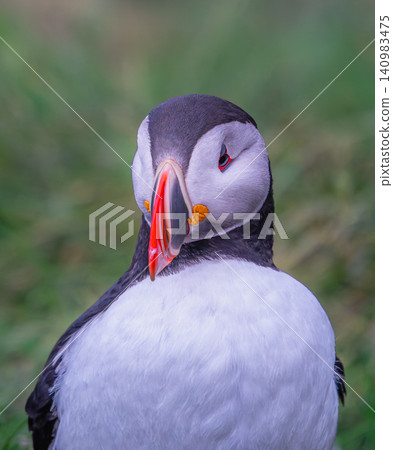 Atlantic Puffin Portrait in Borgarfjordur Eystri Iceland Atlantic Puffin Portrait in Borgarfjordur Eystri Iceland 140983475