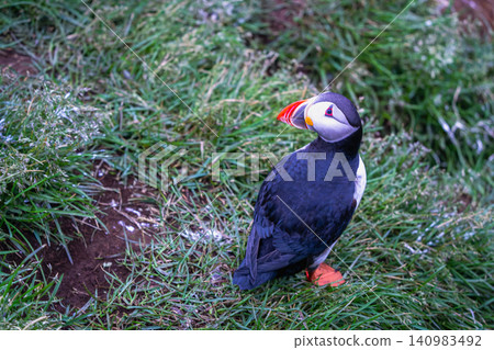 Atlantic Puffin Standing on Grass in Borgarfjordur Eystri, Iceland Atlantic Puffin Standing on Grass in Borgarfjordur Eystri, Iceland 140983492