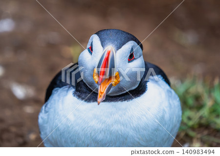 Close up portrait of an Atlantic Puffin in Borgarfjordur Eystri Close up portrait of an Atlantic Puffin in Borgarfjordur Eystri 140983494