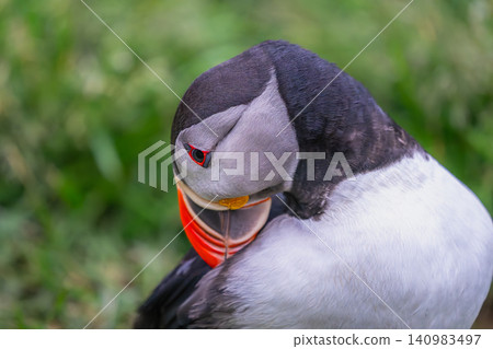 Atlantic Puffin Grooming in Borgarfjordur Eystri, Iceland 140983497