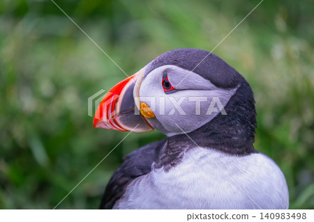 Atlantic Puffin Portrait in Borgarfjordur Eystri Iceland Atlantic Puffin Portrait in Borgarfjordur Eystri Iceland 140983498