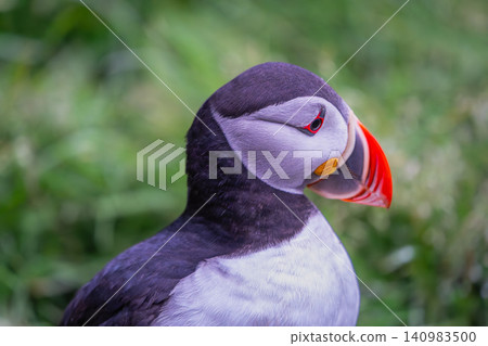 Atlantic Puffin Portrait in Borgarfjordur Eystri Iceland Atlantic Puffin Portrait in Borgarfjordur Eystri Iceland 140983500