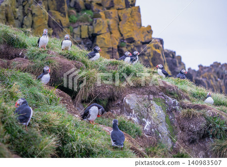 Atlantic Puffins on Cliffs in Borgarfjordur Eystri Iceland Atlantic Puffins on Cliffs in Borgarfjordur Eystri Iceland 140983507