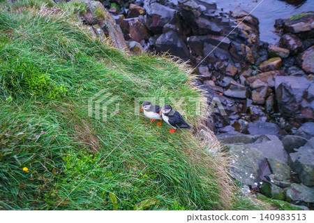 Atlantic Puffins on the Cliffs of Borgarfjordur Eystri, Iceland Atlantic Puffins on the Cliffs of Borgarfjordur Eystri, Iceland 140983513