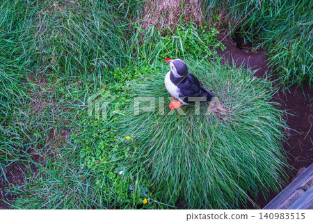 Atlantic Puffin Standing on Grassy Cliff in Borgarfjordur Eystri Iceland Atlantic Puffin Standing on Grassy Cliff in Borgarfjordur Eystri Iceland 140983515