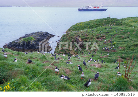Atlantic Puffins at Borgarfjordur Eystri in Iceland Atlantic Puffins at Borgarfjordur Eystri in Iceland 140983519