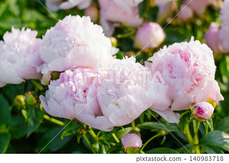 Group of Pink Peony Angel Cheeks Flowers in Garden Group of Pink Peony Angel Cheeks Flowers in Garden 140983718