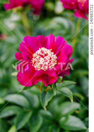 Macro View of Single Charles Burgess Peony Blossom in Sunny Garden 140983722