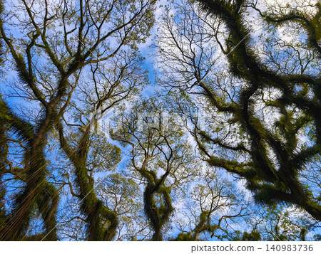 Low-angle view looking up at the fern-draped canopy of ancient Trembesi trees against a blue sky in De Djawatan Forest, Banyuwangi, Indonesia. Low-angle view looking up at the fern-draped canopy of ancient Trembesi trees against a blue sky in De Djawatan Forest, Banyuwangi, Indonesia. 140983736