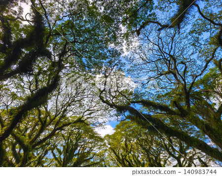Low-angle view looking up at the fern-draped canopy of ancient Trembesi trees against a blue sky in De Djawatan Forest, Banyuwangi, Indonesia. Low-angle view looking up at the fern-draped canopy of ancient Trembesi trees against a blue sky in De Djawatan Forest, Banyuwangi, Indonesia. 140983744