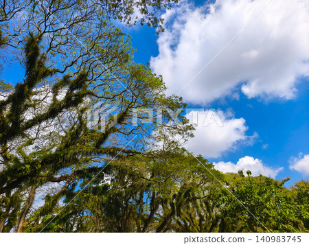 Low-angle view looking up at the fern-draped canopy of ancient Trembesi trees against a blue sky in De Djawatan Forest, Banyuwangi, Indonesia. Low-angle view looking up at the fern-draped canopy of ancient Trembesi trees against a blue sky in De Djawatan Forest, Banyuwangi, Indonesia. 140983745