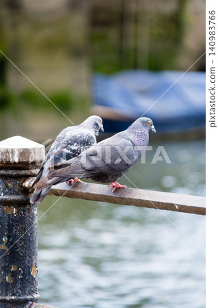 Pigeons resting on a bridge railing on Eel Pie Island, a suburb of London. Pigeons resting on a bridge railing on Eel Pie Island, a suburb of London. 140983766