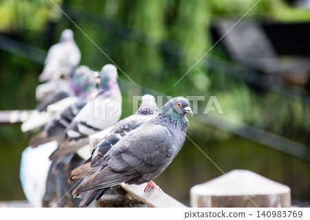 Pigeons resting on a bridge railing on Eel Pie Island, a suburb of London. 140983769