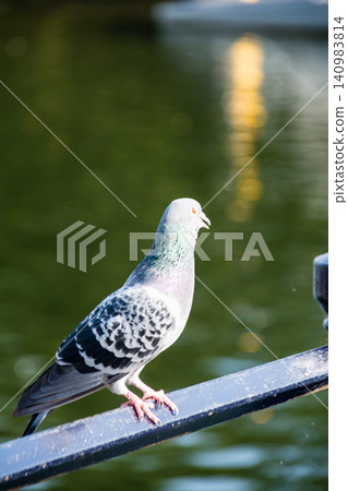 Pigeons resting on a bridge railing on Eel Pie Island, a suburb of London. Pigeons resting on a bridge railing on Eel Pie Island, a suburb of London. 140983814