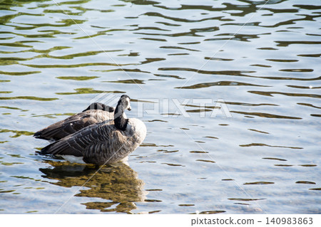 Canada geese gracefully swimming on the surface of the Thames River, near Eel Pye Island, outside London. Canada geese gracefully swimming on the surface of the Thames River, near Eel Pye Island, outside London. 140983863